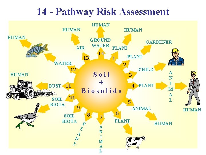 14 - Pathway Risk Assessment HUMAN GROUND WATER AIR 13 HUMAN WATER 12 SOIL