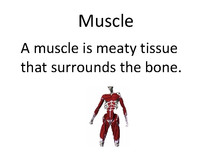 Muscle A muscle is meaty tissue that surrounds the bone. 