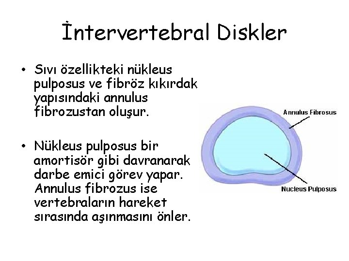 İntervertebral Diskler • Sıvı özellikteki nükleus pulposus ve fibröz kıkırdak yapısındaki annulus fibrozustan oluşur.