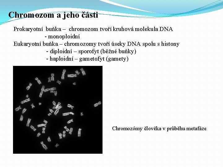 Chromozom a jeho části Prokaryotní buňka – chromozom tvoří kruhová molekula DNA - monoploidní