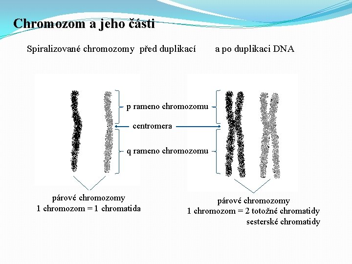 Chromozom a jeho části Spiralizované chromozomy před duplikací a po duplikaci DNA p rameno