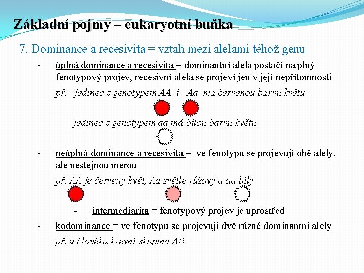 Základní pojmy – eukaryotní buňka 7. Dominance a recesivita = vztah mezi alelami téhož