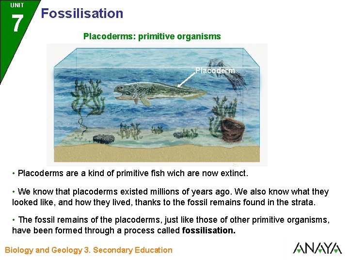 UNIT UNIDAD 7 3 Fossilisation Placoderms: primitive organisms Placoderm • Placoderms are a kind
