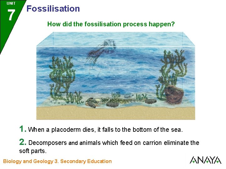 UNIT UNIDAD 7 3 Fossilisation How did the fossilisation process happen? 1. When a