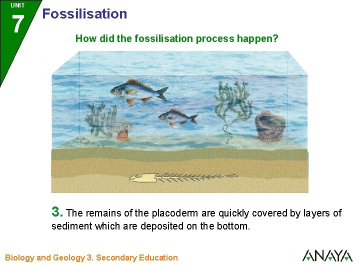 UNIT UNIDAD 7 3 Fossilisation How did the fossilisation process happen? 3. The remains