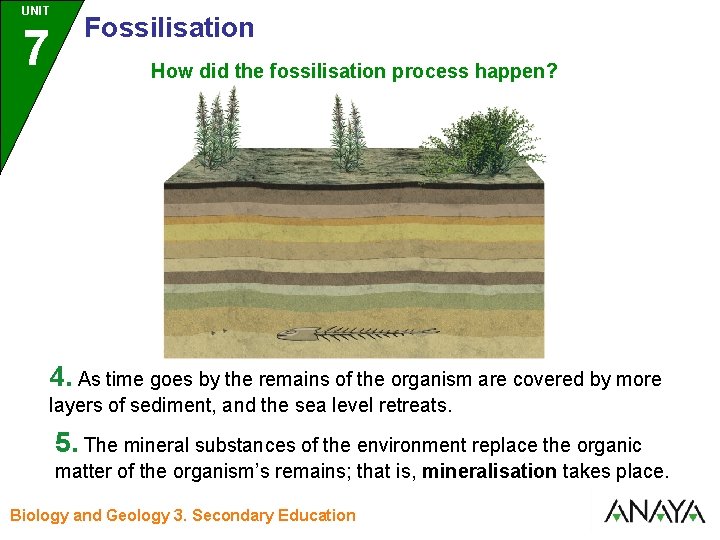 UNIT UNIDAD 7 3 Fossilisation How did the fossilisation process happen? 4. As time