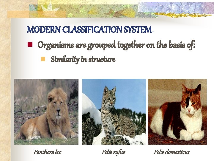 MODERN CLASSIFICATION SYSTEM n Organisms are grouped together on the basis of: n Similarity