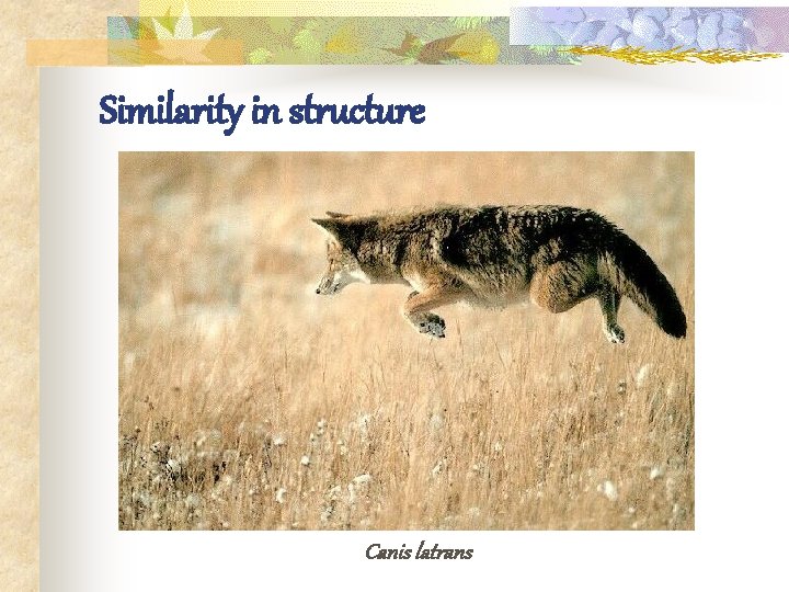 Similarity in structure Canis latrans 