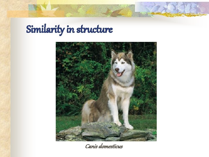 Similarity in structure Canis domesticus 