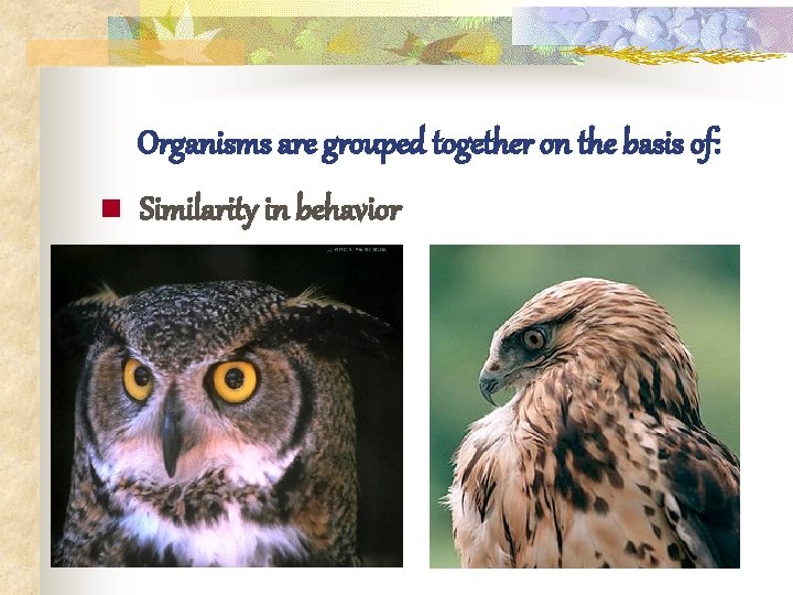 Organisms are grouped together on the basis of: n Similarity in behavior 