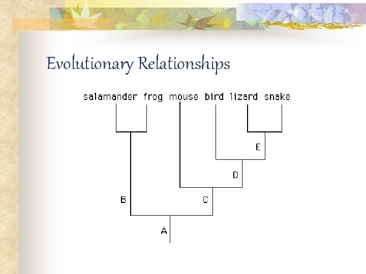 Evolutionary Relationships 