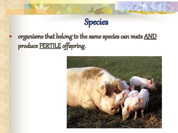 Species § organisms that belong to the same species can mate AND produce FERTILE
