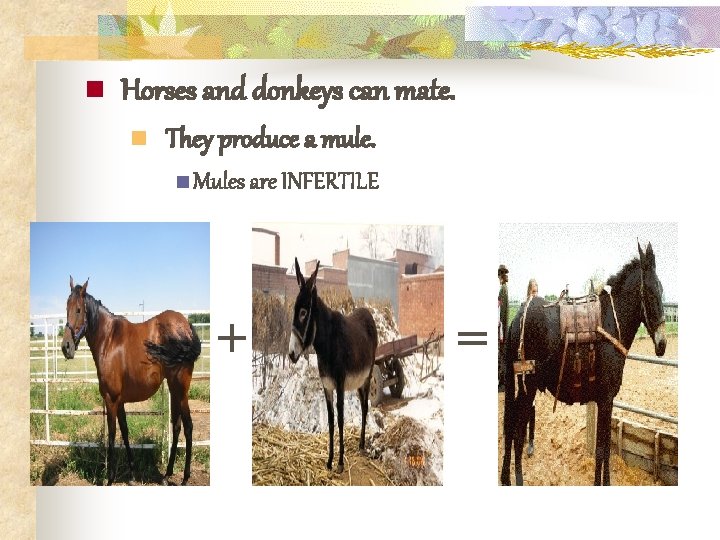 n Horses and donkeys can mate. n They produce a mule. n Mules are