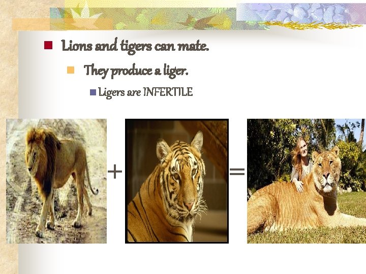 n Lions and tigers can mate. n They produce a liger. n Ligers are