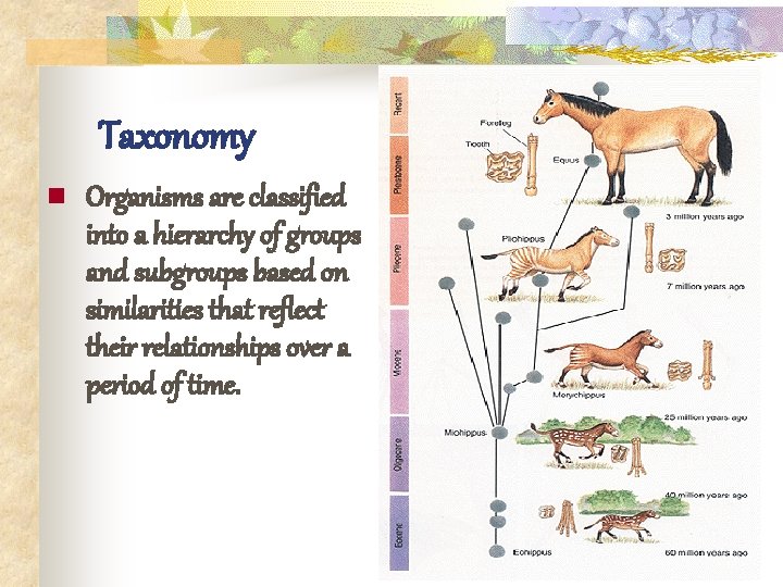 Taxonomy n Organisms are classified into a hierarchy of groups and subgroups based on