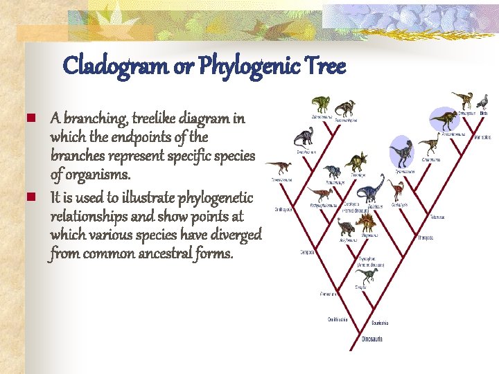 Cladogram or Phylogenic Tree n n A branching, treelike diagram in which the endpoints