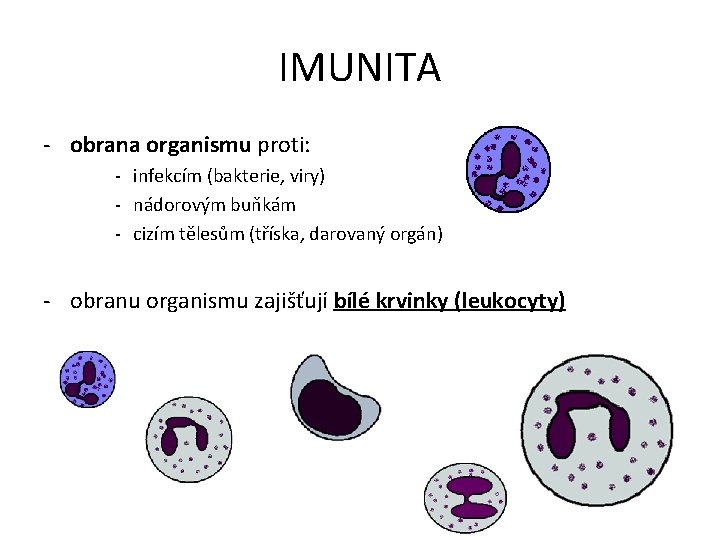 IMUNITA - obrana organismu proti: - infekcím (bakterie, viry) - nádorovým buňkám - cizím