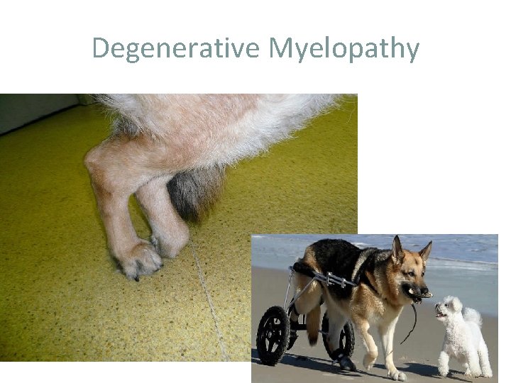 Degenerative Myelopathy 