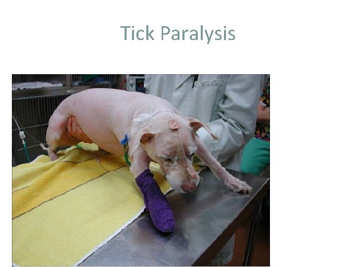 Tick Paralysis 