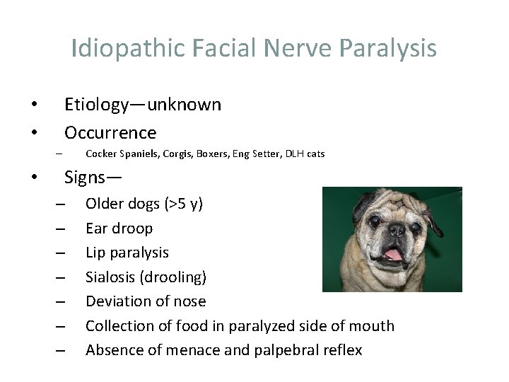 Idiopathic Facial Nerve Paralysis Etiology—unknown Occurrence • • Cocker Spaniels, Corgis, Boxers, Eng Setter,
