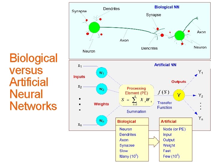 Biological versus Artificial Neural Networks 