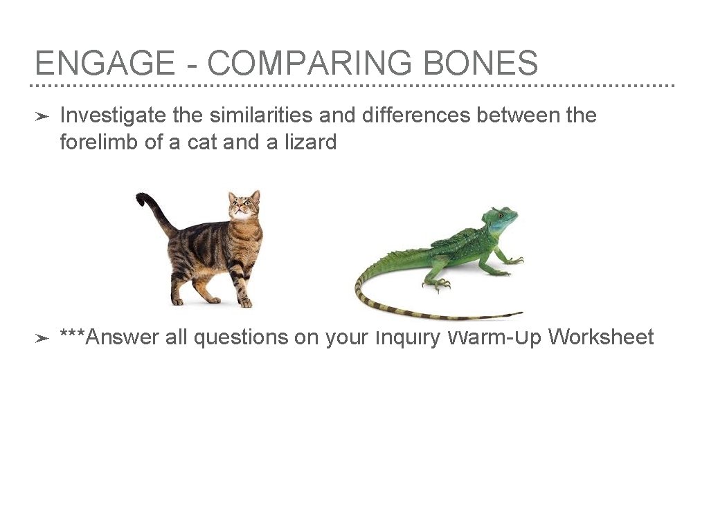 ENGAGE - COMPARING BONES ➤ Investigate the similarities and differences between the forelimb of