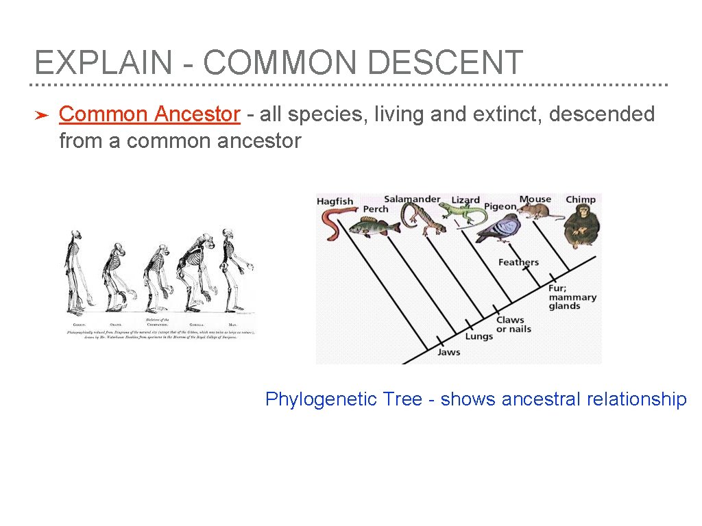 EXPLAIN - COMMON DESCENT ➤ Common Ancestor - all species, living and extinct, descended