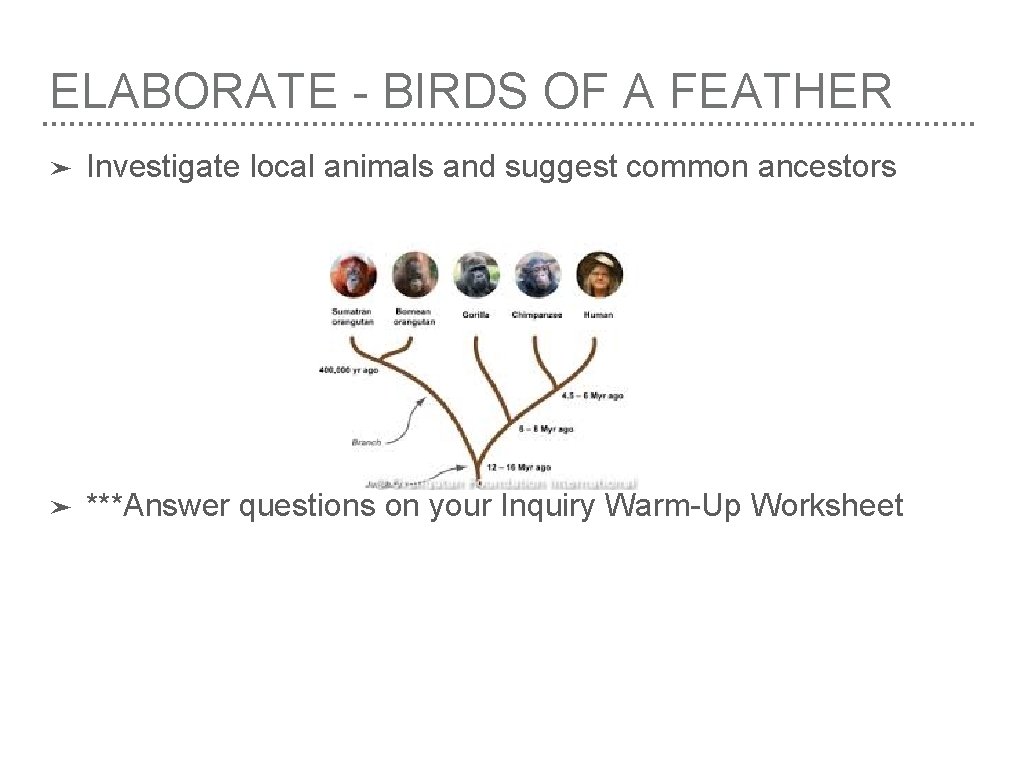 ELABORATE - BIRDS OF A FEATHER ➤ Investigate local animals and suggest common ancestors