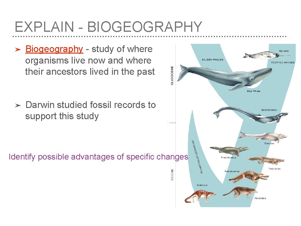 EXPLAIN - BIOGEOGRAPHY ➤ Biogeography - study of where organisms live now and where