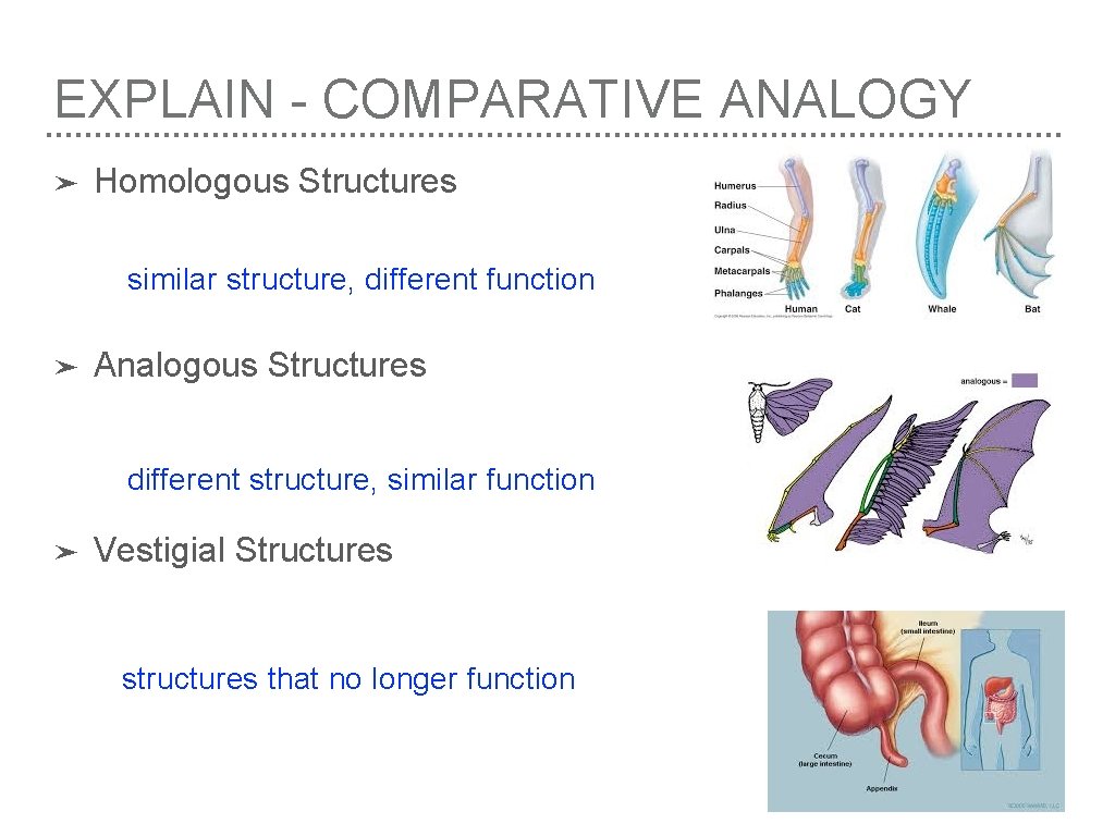 EXPLAIN - COMPARATIVE ANALOGY ➤ Homologous Structures similar structure, different function ➤ Analogous Structures