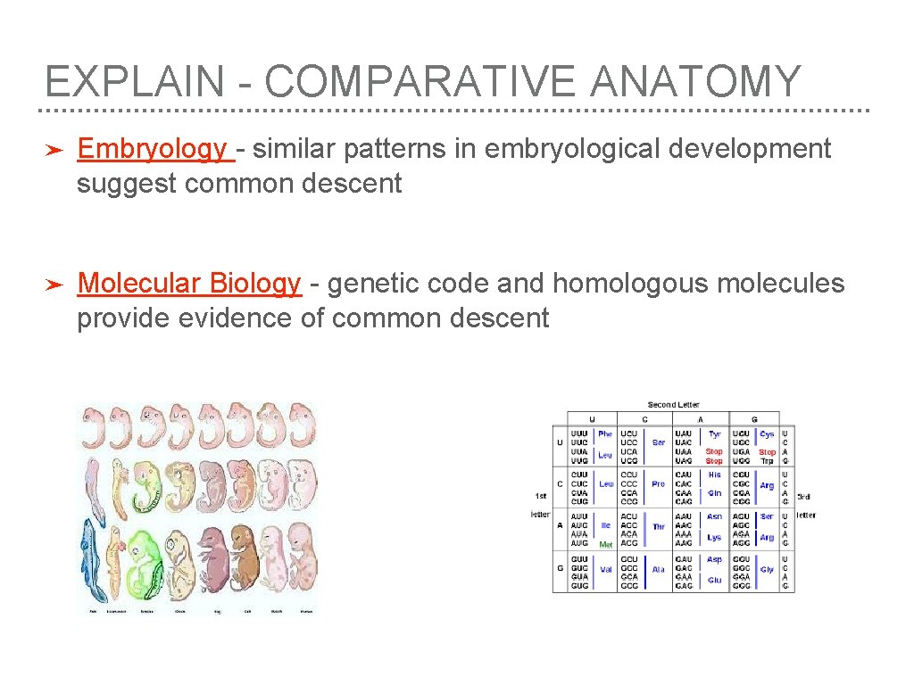 EXPLAIN - COMPARATIVE ANATOMY ➤ Embryology - similar patterns in embryological development suggest common