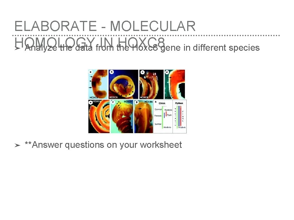 ELABORATE - MOLECULAR HOMOLOGY IN the HOXC 8 ➤ Analyze the data from Hoxc