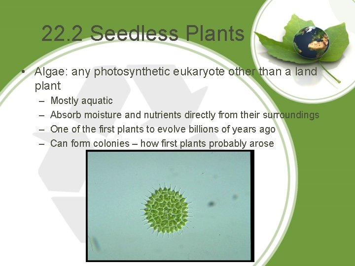 22. 2 Seedless Plants • Algae: any photosynthetic eukaryote other than a land plant