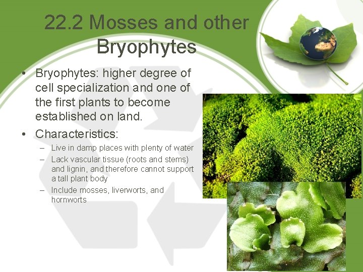 22. 2 Mosses and other Bryophytes • Bryophytes: higher degree of cell specialization and