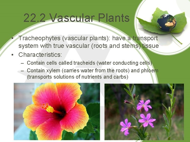 22. 2 Vascular Plants • Tracheophytes (vascular plants): have a transport system with true