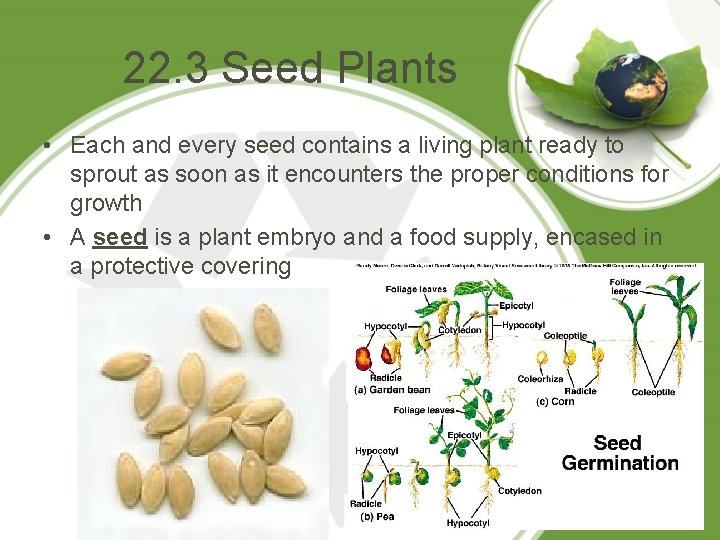 22. 3 Seed Plants • Each and every seed contains a living plant ready