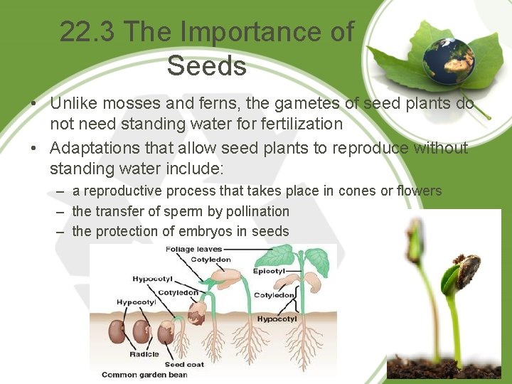 22. 3 The Importance of Seeds • Unlike mosses and ferns, the gametes of