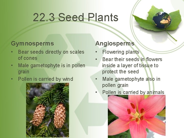 22. 3 Seed Plants Gymnosperms Angiosperms • Bear seeds directly on scales of cones