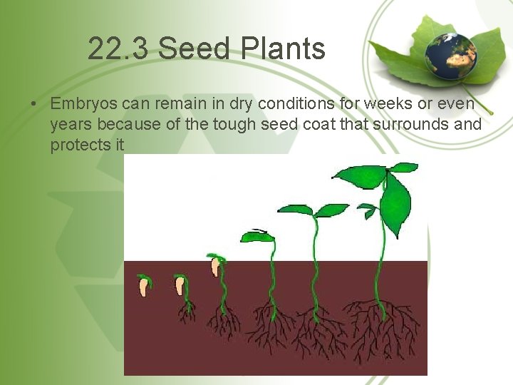 22. 3 Seed Plants • Embryos can remain in dry conditions for weeks or