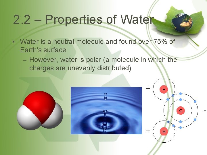 2. 2 – Properties of Water • Water is a neutral molecule and found