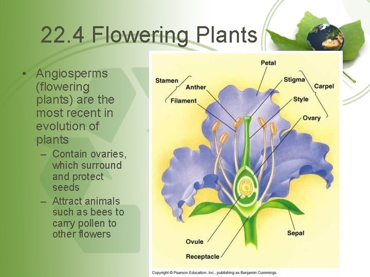 22. 4 Flowering Plants • Angiosperms (flowering plants) are the most recent in evolution