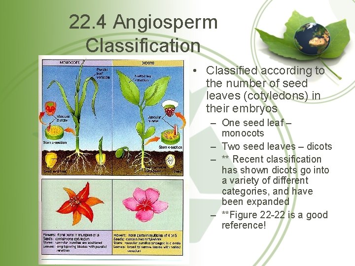 22. 4 Angiosperm Classification • Classified according to the number of seed leaves (cotyledons)