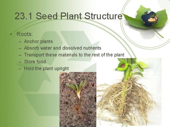 23. 1 Seed Plant Structure • Roots: – – – Anchor plants Absorb water