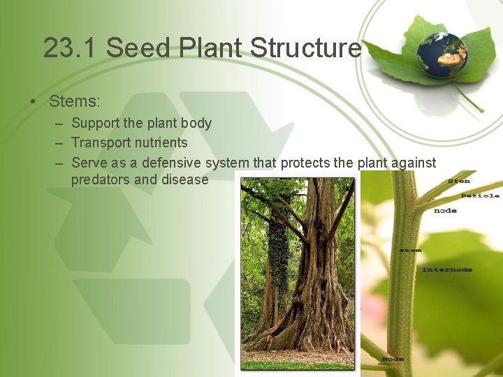 23. 1 Seed Plant Structure • Stems: – Support the plant body – Transport
