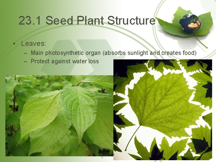 23. 1 Seed Plant Structure • Leaves: – Main photosynthetic organ (absorbs sunlight and