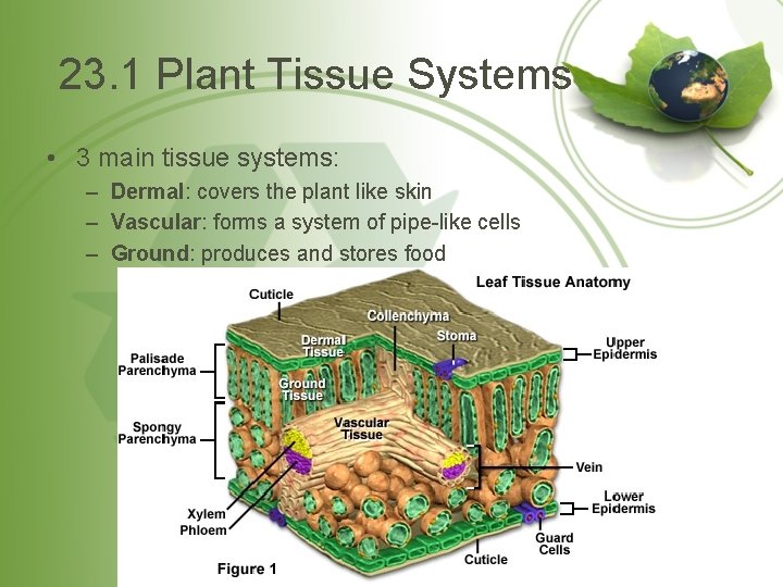 23. 1 Plant Tissue Systems • 3 main tissue systems: – Dermal: covers the