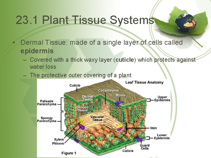 23. 1 Plant Tissue Systems • Dermal Tissue: made of a single layer of