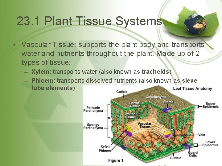 23. 1 Plant Tissue Systems • Vascular Tissue: supports the plant body and transports