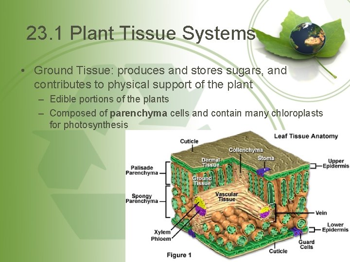 23. 1 Plant Tissue Systems • Ground Tissue: produces and stores sugars, and contributes