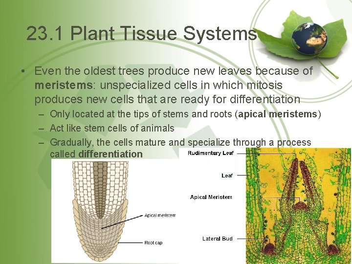 23. 1 Plant Tissue Systems • Even the oldest trees produce new leaves because